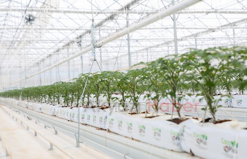 Büyükşehirin Akyazı'daki serasında ilk tohumlar yeşerdi