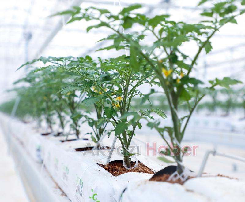 Büyükşehirin Akyazı'daki serasında ilk tohumlar yeşerdi