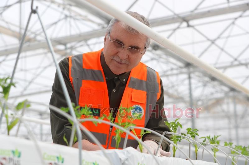 Büyükşehirin Akyazı'daki serasında ilk tohumlar yeşerdi