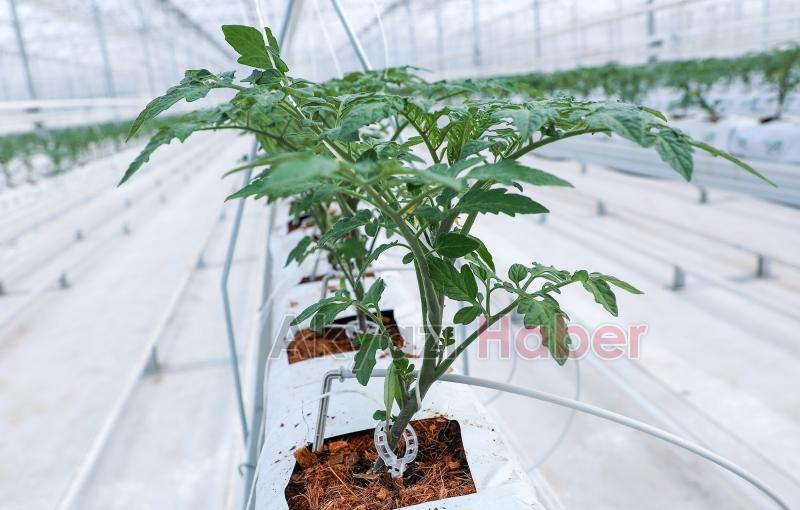 Büyükşehirin Akyazı'daki serasında ilk tohumlar yeşerdi