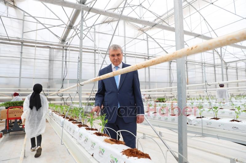 Büyükşehirin Akyazı'daki serasında ilk tohumlar yeşerdi
