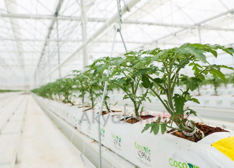 Büyükşehirin Akyazı'daki serasında ilk tohumlar yeşerdi