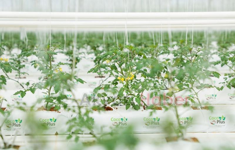 Büyükşehirin Akyazı'daki serasında ilk tohumlar yeşerdi