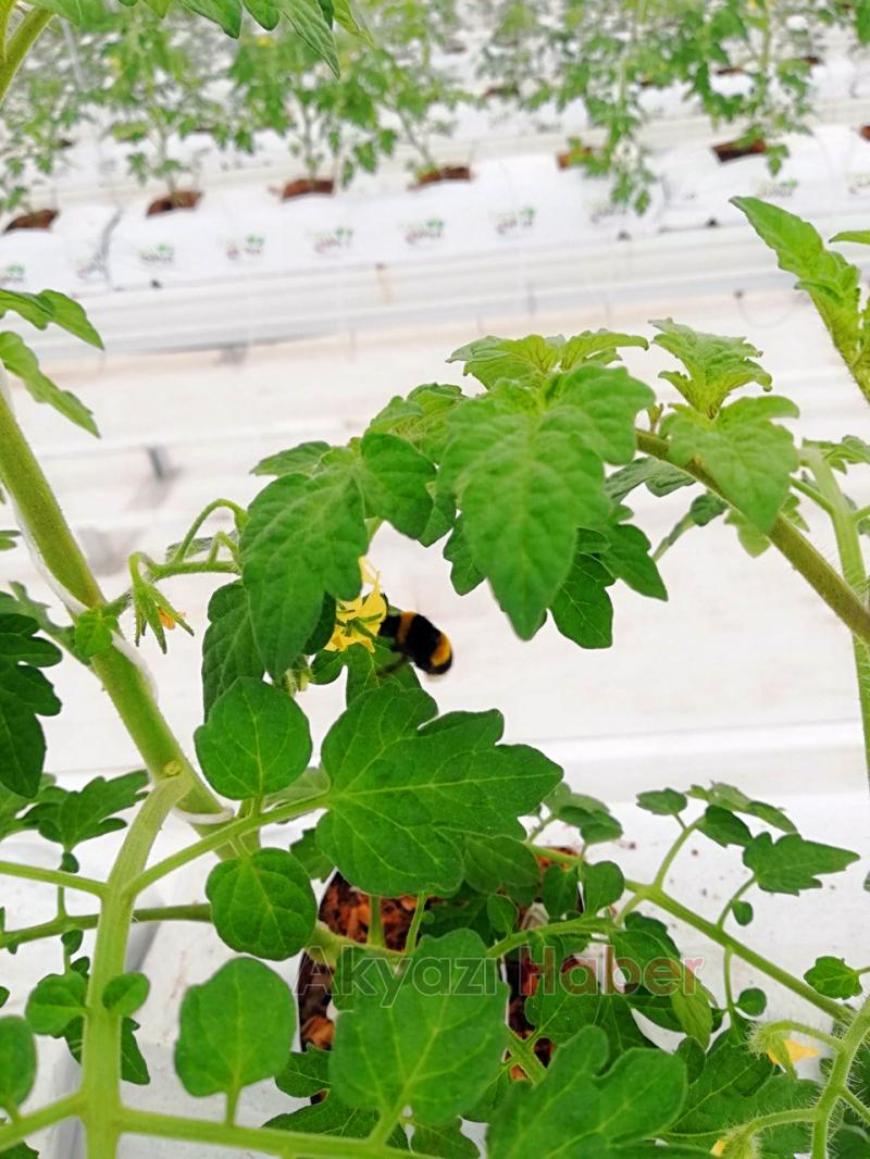 Büyükşehirin Akyazı'daki serasında ilk tohumlar yeşerdi