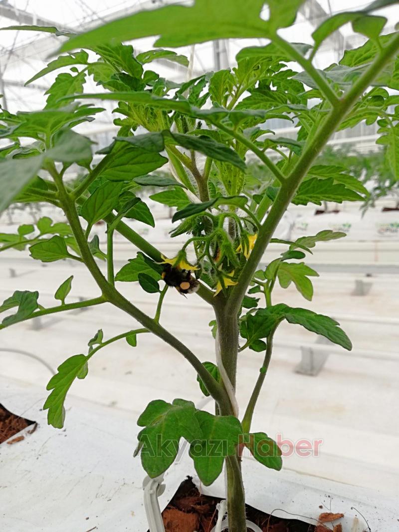 Büyükşehirin Akyazı'daki serasında ilk tohumlar yeşerdi