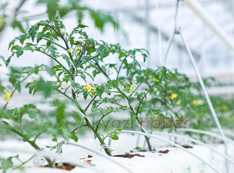 Büyükşehirin Akyazı'daki serasında ilk tohumlar yeşerdi