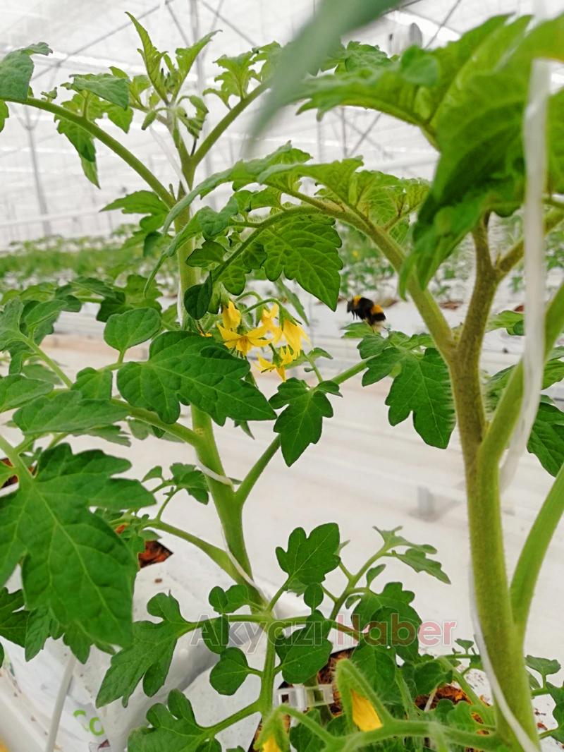 Büyükşehirin Akyazı'daki serasında ilk tohumlar yeşerdi