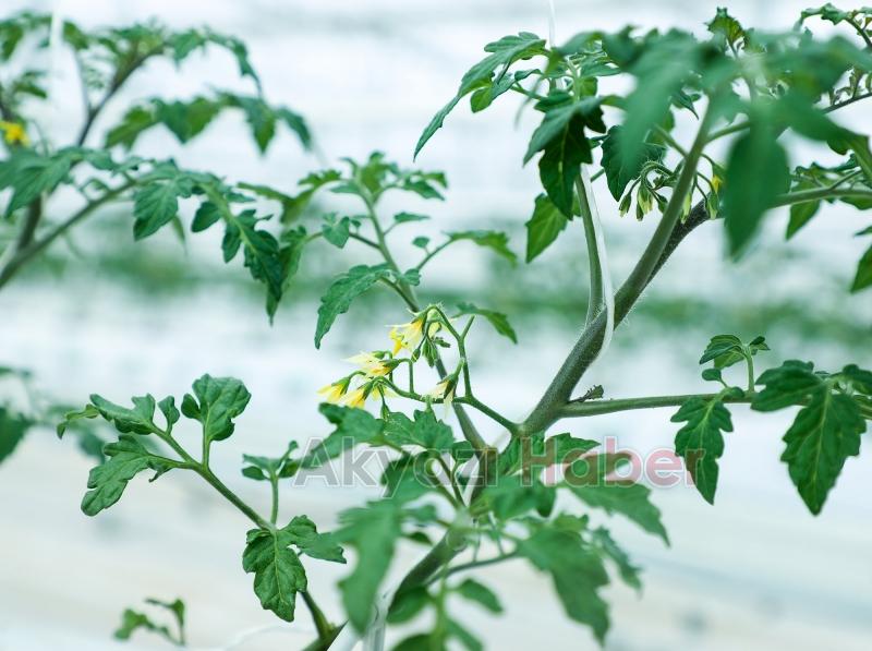 Büyükşehirin Akyazı'daki serasında ilk tohumlar yeşerdi