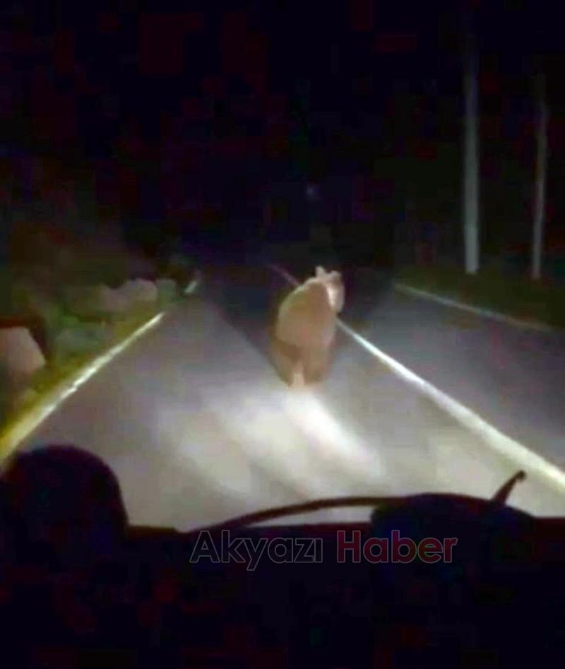 Mahalleye inen ayı arkasına bile bakmadan kaçtı