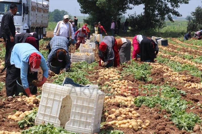 Patates tarladan 9 liradan satılıyor
