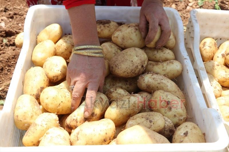 Patates tarladan 9 liradan satılıyor