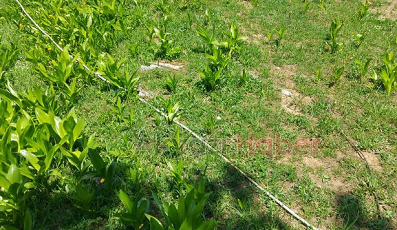 Keremali'de kopan elektrik telleri tehlike saçıyor