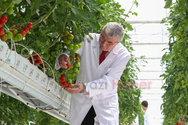 Seracılık Mükemmeliyet Merkezi’nde ilk hasat heyecanı