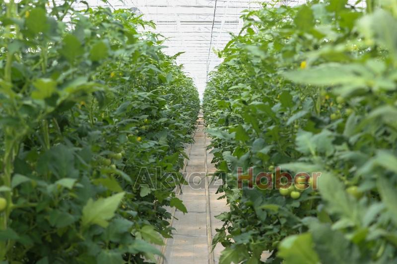 Seracılık Mükemmeliyet Merkezi’nde ilk hasat heyecanı