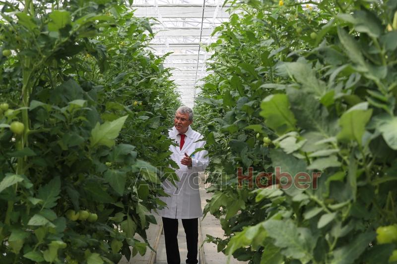 Seracılık Mükemmeliyet Merkezi’nde ilk hasat heyecanı