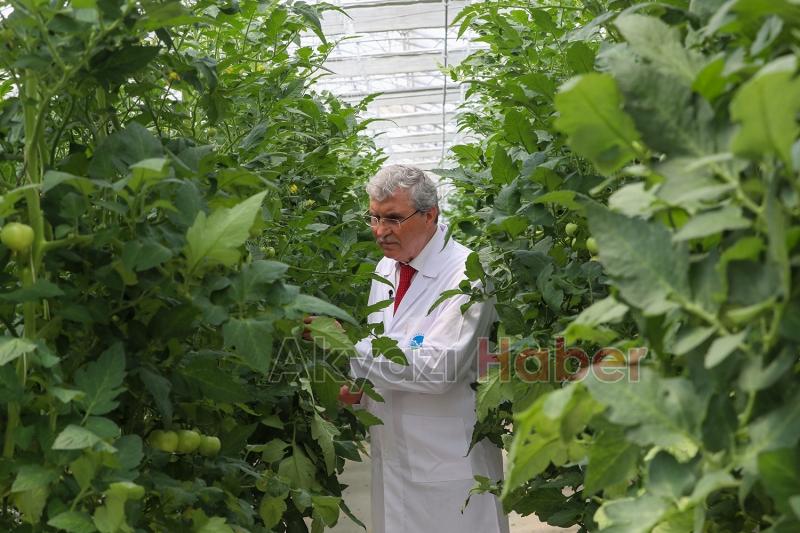 Seracılık Mükemmeliyet Merkezi’nde ilk hasat heyecanı