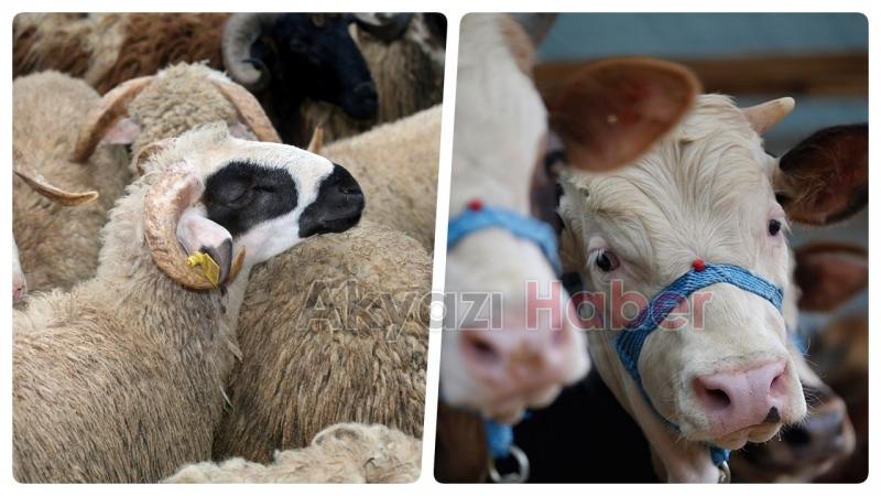 Kesilecek kurbanlık sayısı geçen yıla göre azalacak