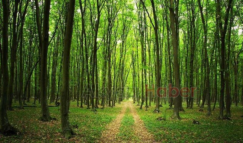 Valilik ormanlarda piknik ve mangalı yasakladı