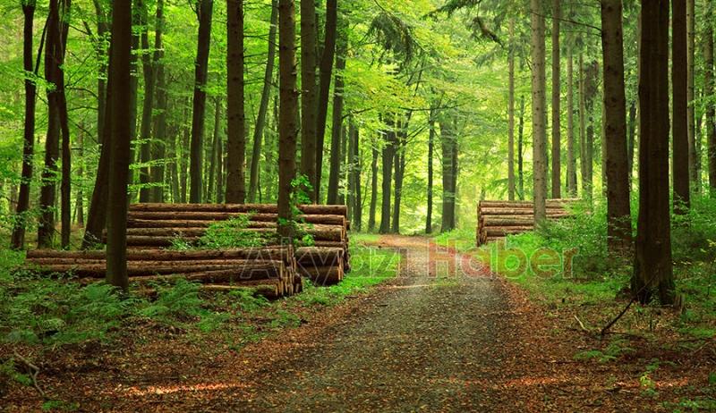 Valilik ormanlarda piknik ve mangalı yasakladı