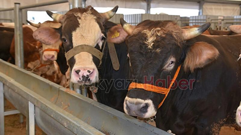 Kurbanlıkları basküle çıkarıp öyle alın tavsiyesi