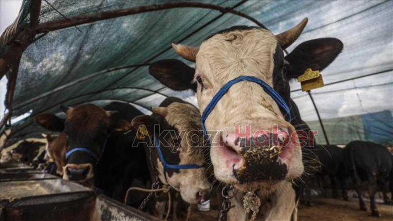 Et ve Süt Kurumu satılamayan kurbanlıkları alacak