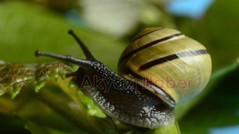 Drakula ve vampir kelebeğin ardından katil salyangoz istilası