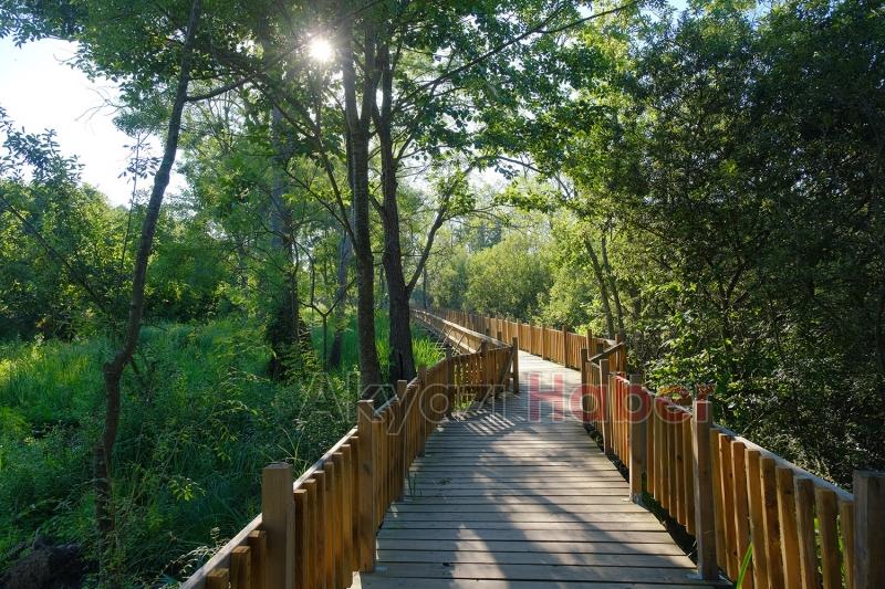 Acarlar Longozu yenilenen yüzüyle kapılarını açıyor