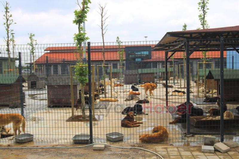 Sakarya Büyükşehir, Veteriner Hekimler Odası ile protokol imzaladı