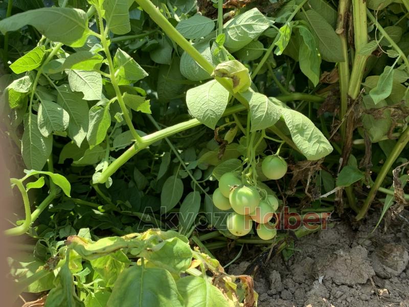  Patates domatese benzer meyve vermişti, uzmanı uyardı zehirli