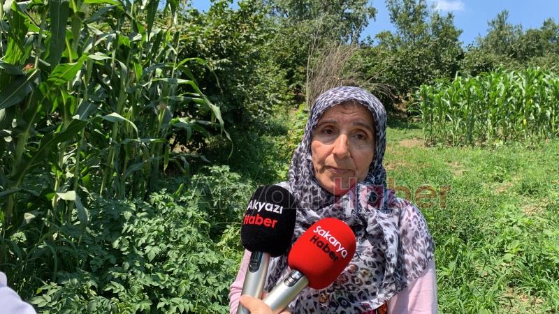  Patates domatese benzer meyve vermişti, uzmanı uyardı zehirli