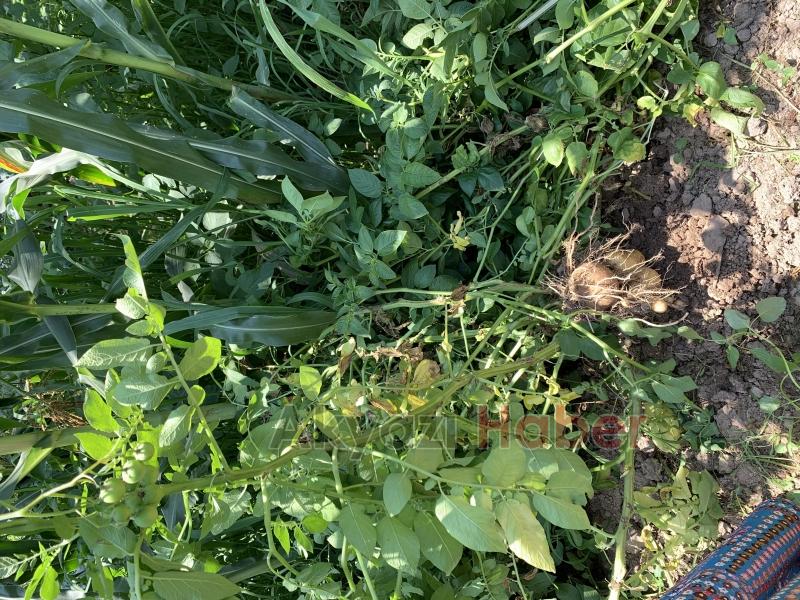  Patates domatese benzer meyve vermişti, uzmanı uyardı zehirli