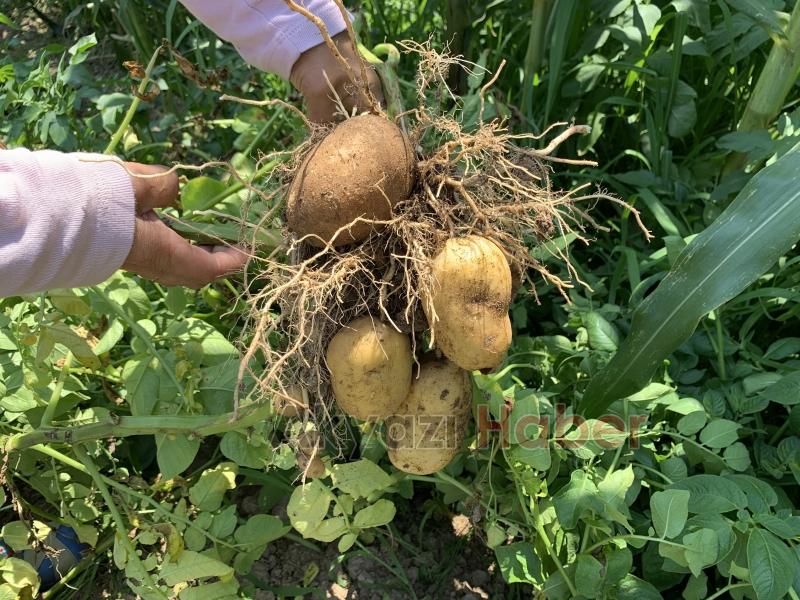  Patates domatese benzer meyve vermişti, uzmanı uyardı zehirli