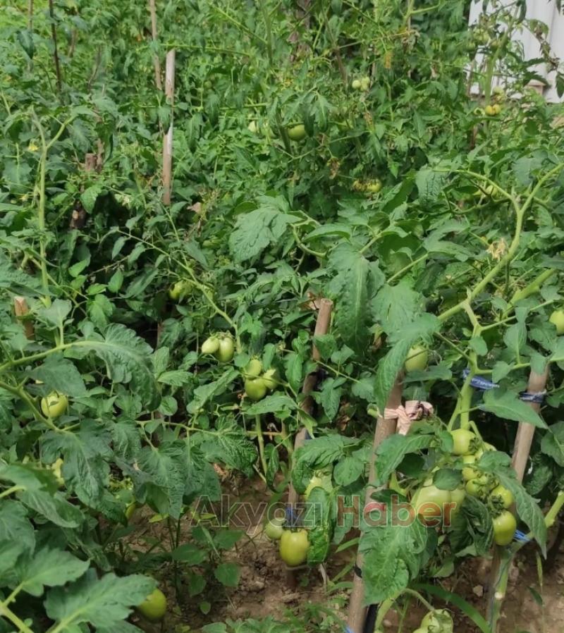 ŞYHİSAL Organik tarım Projesi meyvelerini veriyor