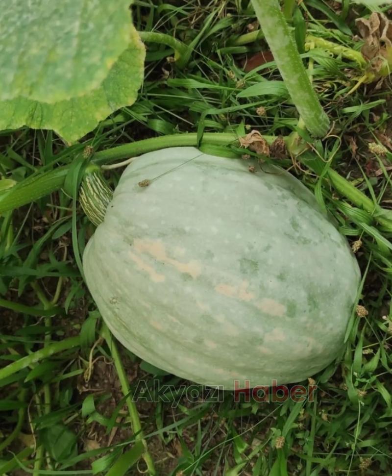 ŞYHİSAL Organik tarım Projesi meyvelerini veriyor