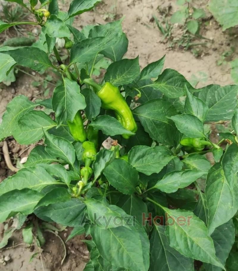 ŞYHİSAL Organik tarım Projesi meyvelerini veriyor