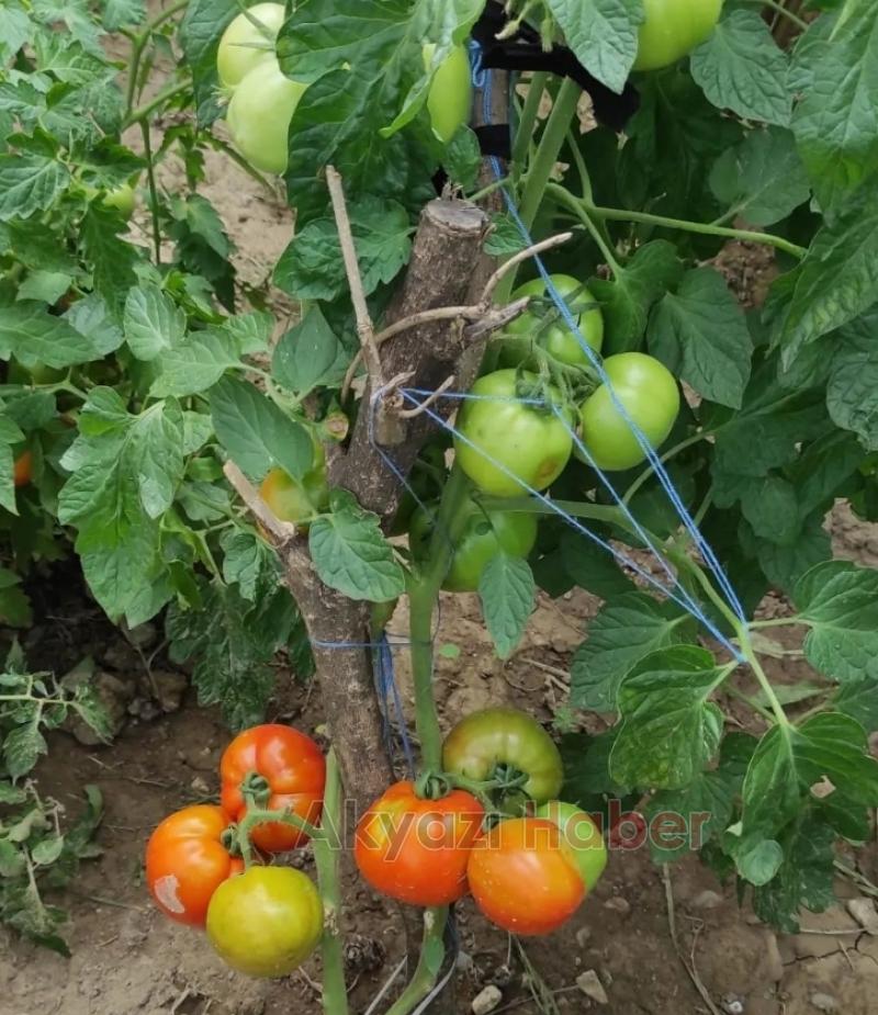 ŞYHİSAL Organik tarım Projesi meyvelerini veriyor