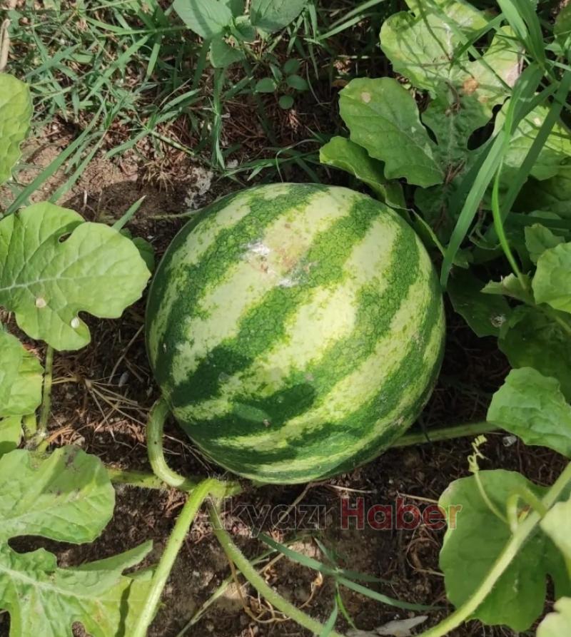 ŞYHİSAL Organik tarım Projesi meyvelerini veriyor