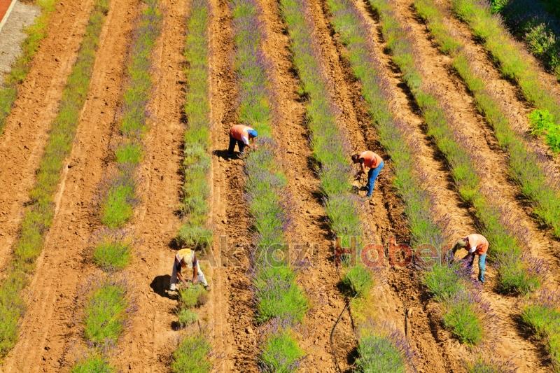 Sakarya Botanik’te hasat başladı