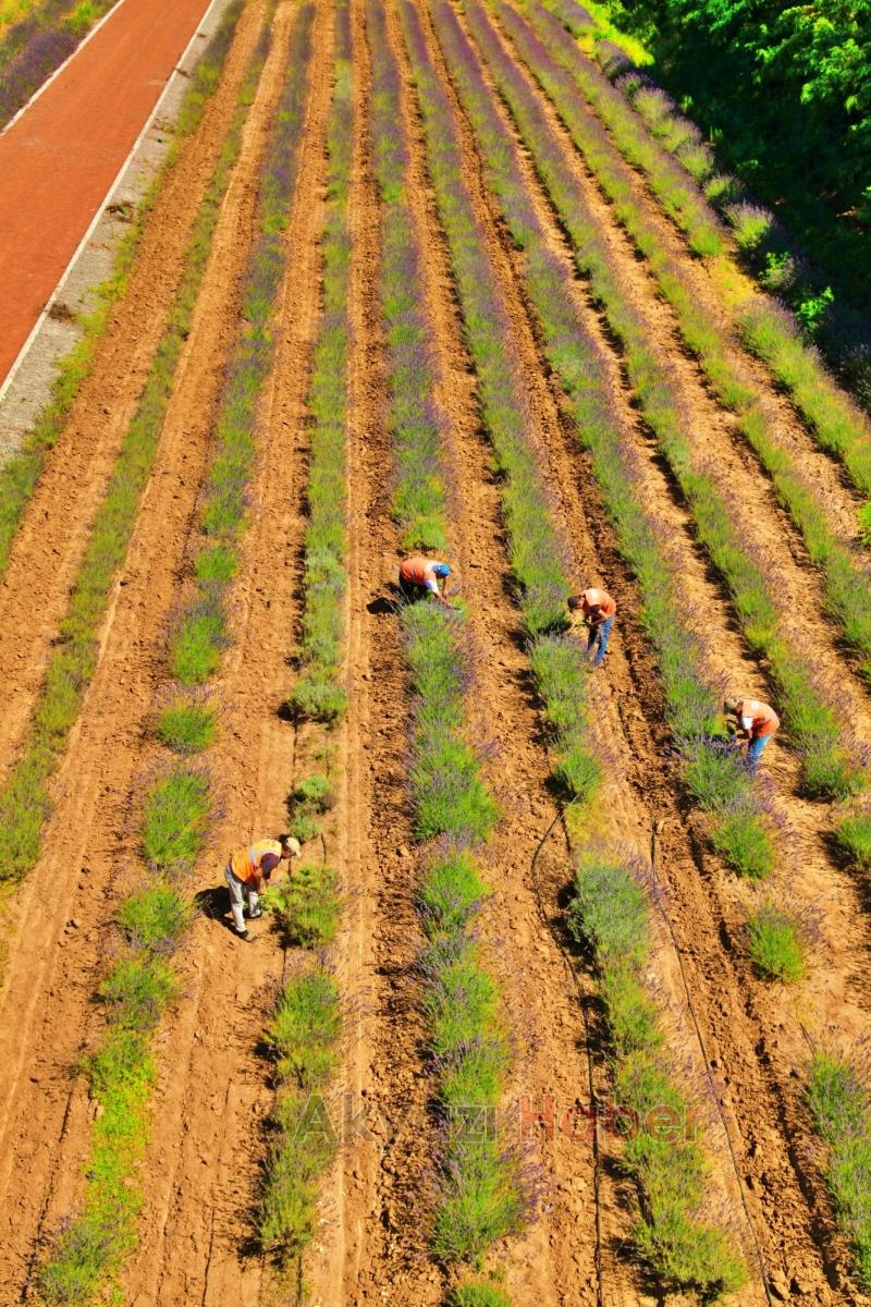 Sakarya Botanik’te hasat başladı