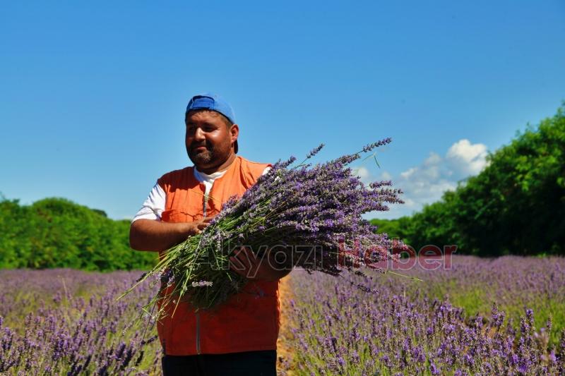 Sakarya Botanik’te hasat başladı