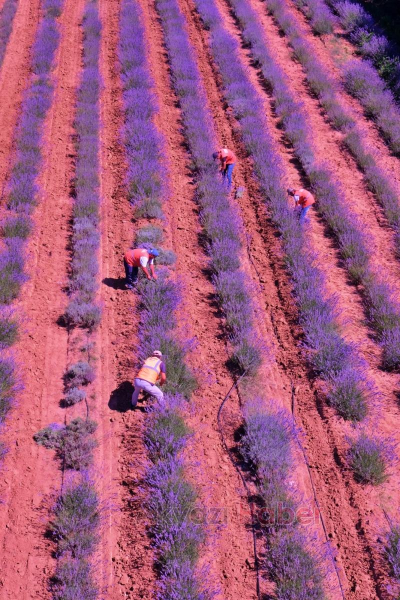 Sakarya Botanik’te hasat başladı