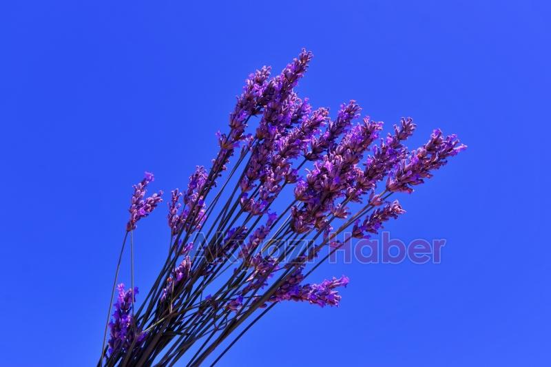 Sakarya Botanik’te hasat başladı