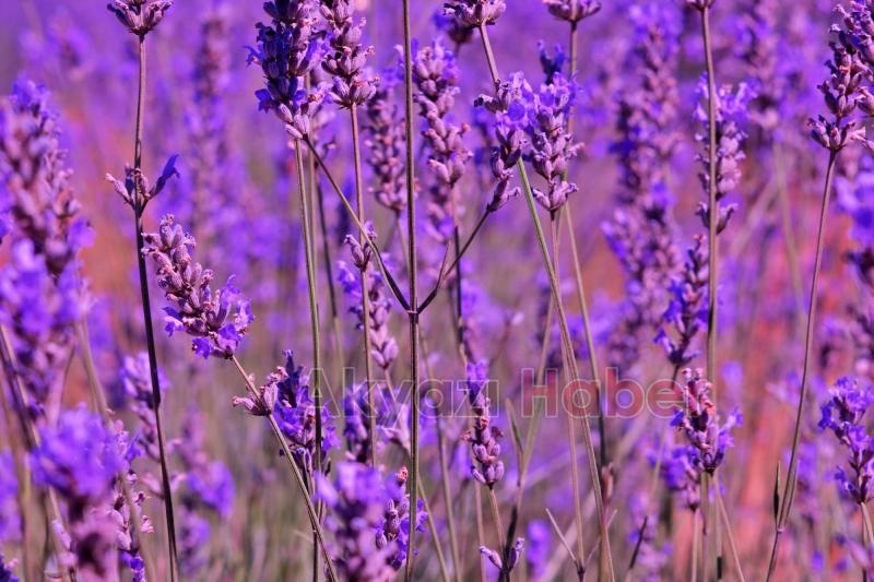 Sakarya Botanik’te hasat başladı