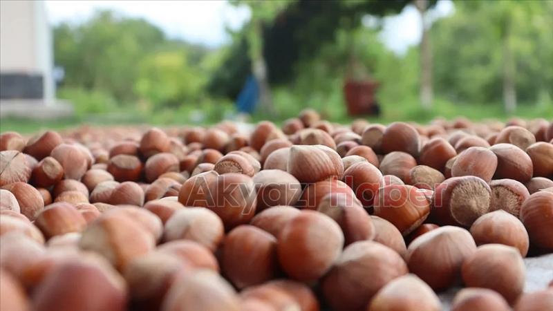 Fiskobirlik'ten fındık alım açıklaması