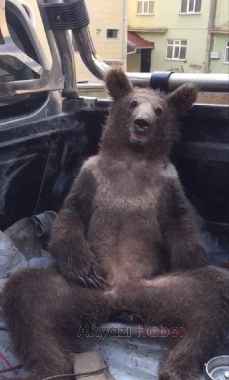 Fazla bal yiyen ayı kendinden geçti