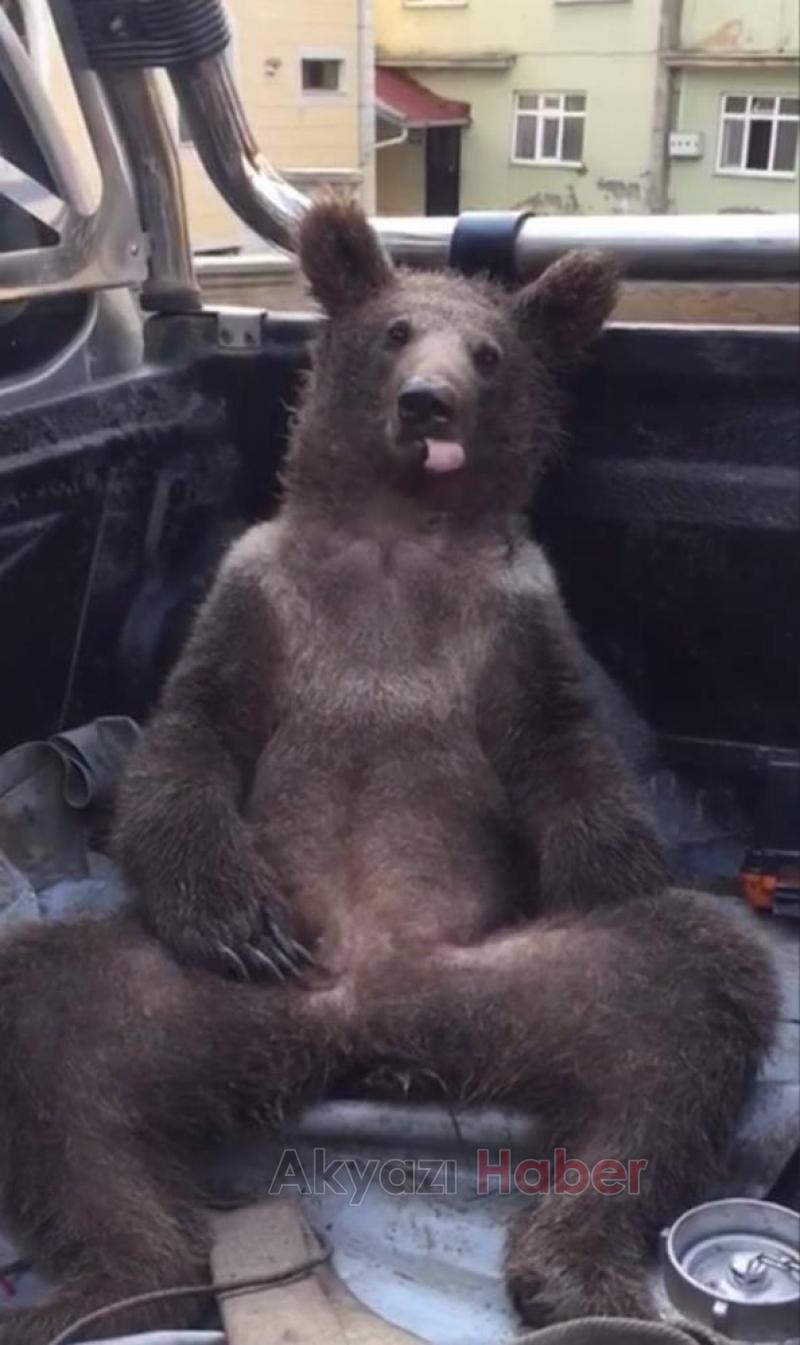 Fazla bal yiyen ayı kendinden geçti