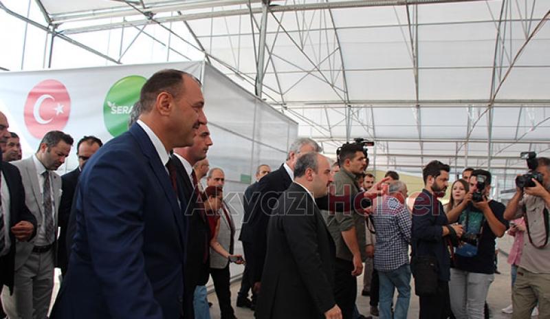  Bakan Varank Akyazı'da domates hasadı yaptı