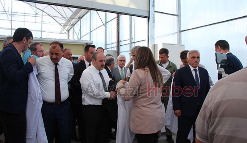  Bakan Varank Akyazı'da domates hasadı yaptı