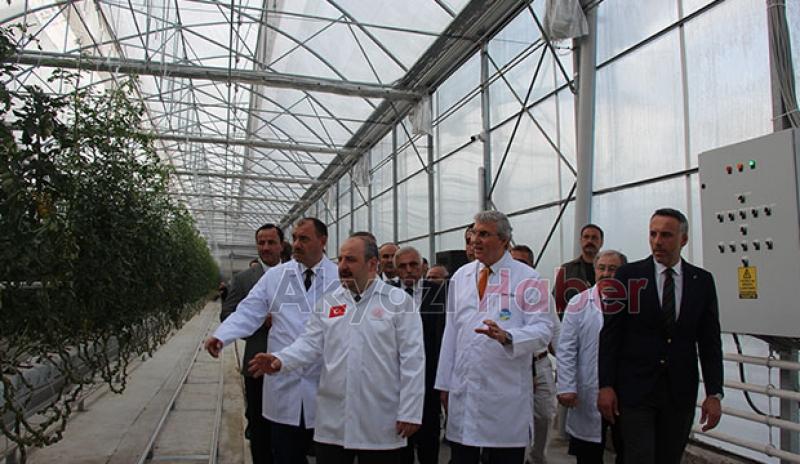  Bakan Varank Akyazı'da domates hasadı yaptı