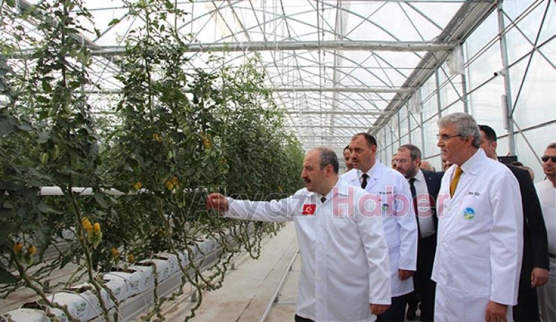  Bakan Varank Akyazı'da domates hasadı yaptı
